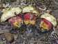 Sátántinóru (Rubroboletus satanas), Budai-hegység